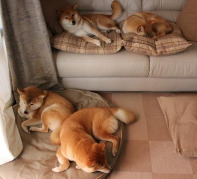 国际拳击联合会裁判培训班提升执裁水平，国际拳击协会官网证书查询