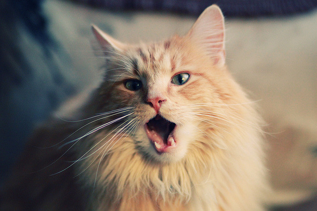 媒体关注青训发展，呼吁加大投入，媒体关注青训发展,呼吁加大投入力度