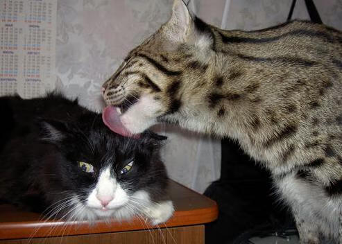 山顶极速天梯攀登，挑战速度与耐力的巅峰，爬山天梯